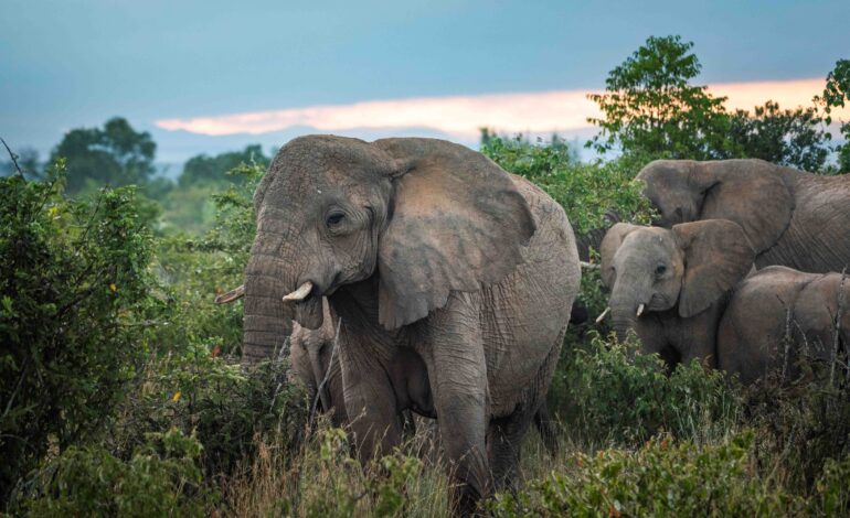 Land, Legacy, and Philanthropy: The Nature Conservancy Story