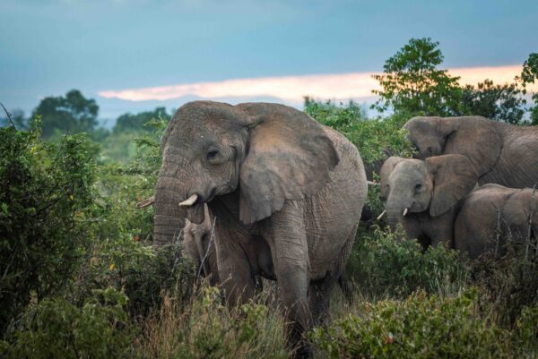 Land, Legacy, and Philanthropy: The Nature Conservancy Story
