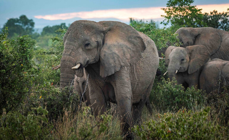 Land, Legacy, and Philanthropy: The Nature Conservancy Story