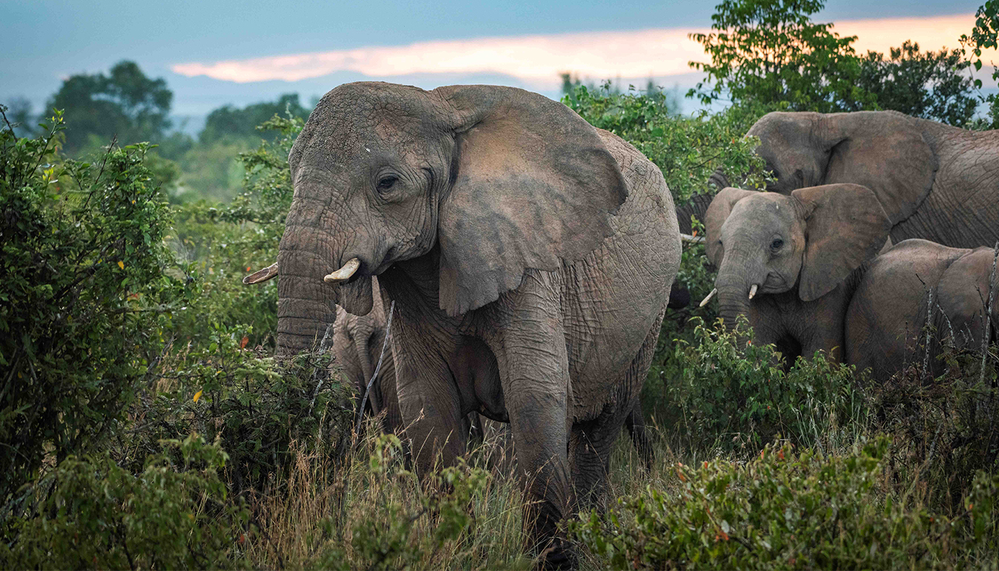 Land, Legacy, and Philanthropy: The Nature Conservancy Story